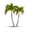 Twin coconut palm trees isolated on a white background with shadow
