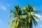 Twin coconut tree