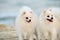 Twin dogs, two dogs on beach white