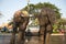 Twin elephants standing playfully splashing water on a street in a street .