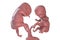 Twin embryos in early fetal period, 3D illustration