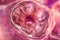 Twin embryos inside female uterus, 3D illustration