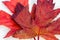 Twin Fall Maple Leaves