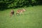 Twin fawns,looking for mother