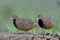 twin female of barred buttonquail perching on dirt hill in weed field, beautiful common bird in bangkok