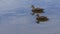 Twin Female Ducks on a Background of Blue Water