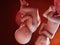 Twin fetuses - week 39