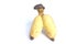 A twin fruits in a hand of Cultivated banana
