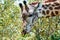 Twin giraffes in Tanzania Serengetti park with yellow grass and