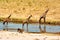 Twin giraffes in Tanzania Serengetti park with yellow grass and