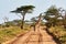 Twin giraffes in Tanzania Serengetti park with yellow grass and sunset