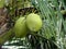 Twin green coconuts have grown in a tree in our garden