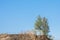 Twin green trees on a barren hill