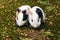 Twin guinea pigs