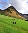 Twin Herdwick Lambs