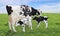 Twin Holstein calves with mom on pasture on a summer day