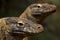 Twin komodo dragon