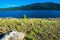 Twin Lakes Colorado Sail Boat Floating Peacefully