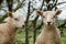 Twin lambs