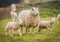 Twin lambs in a field with their mother.