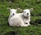 Twin lambs having a cuddle