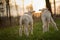 Twin Lambs in Pasture