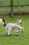 Twin Lambs in Spring