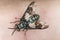 Twin-lobed deerfly, Chrysops relictus biting on human skin