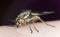 Twin-lobed deerfly, Chrysops relictus biting on human skin