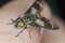 Twin-lobed deerfly, Chrysops relictus biting on human skin