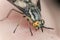 Twin-lobed deerfly, Chrysops relictus biting on human skin