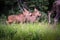 Twin Moose Calves Following Mother