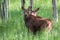 Twin Moose Calves. Shiras Moose of The Colorado Rocky Mountains