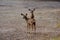 Twin mule deer fawns