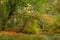 Twin Oak Trees in Morralee Wood