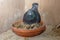 Twin pair of baby racing pigeons with their mother in a nest on the pigeon loft