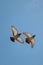 Twin pigeons flying in air