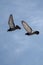 Twin pigeons flying in air