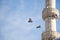 Twin pigeons flying in air