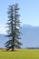 Twin Pine Tree and Rural Valley Landscape