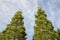 Twin Pine Trees