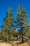 Twin Pine Trees in Forest