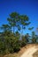 Twin pine trees, on the mountain