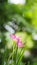 Twin Pink flower with bokeh background in garden