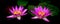 Twin pink glowing water lilies