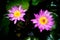 Twin pink lotus flower