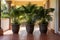 twin plant pots at the entrance of a wide veranda