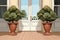 twin plant pots at the entrance of a wide veranda, magazine style illustration