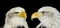 Twin portrait of bald eagles isolated on black
