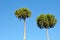 Twin pruned pines